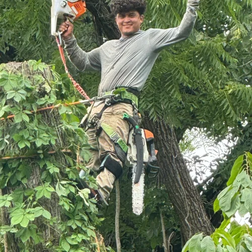 Tree Removal 4